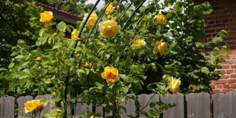 Jak zařídit popínavé růže v krajinném designu letní chaty